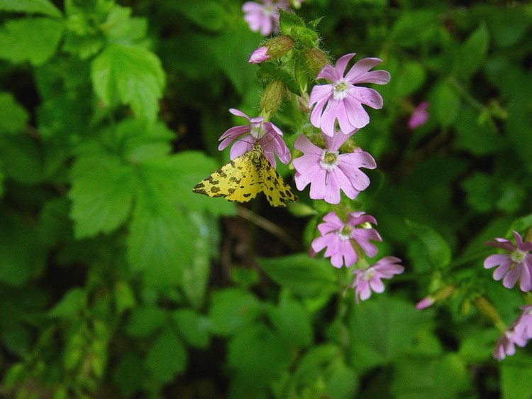 Silene dioica
